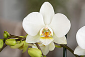 Phalaenopsis midi, white