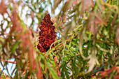 Rhus typhina 'Dissecta'