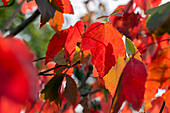 Acer rubrum 'Red Sunset'