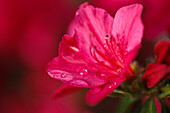 Rhododendron obtusum 'Robins' (robin)