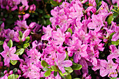 Rhododendron obtusum 'Diamant Enzianblau'®