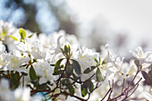 Rhododendron obtusum 'Snowstorm'.