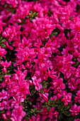 Rhododendron obtusum 'Melina'.