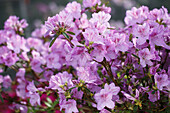 Rhododendron obtusum 'Ledikanense