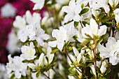 Rhododendron obtusum 'Schneesturm' (Snowstorm)