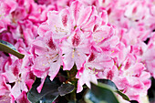 Rhododendron 'Helen Martin'