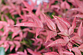 Nandina domestica 'Obsessed'