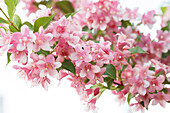 Weigela florida