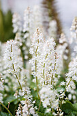 Tiarella cordifolia 'Eco Rambling Silhouette