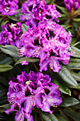 Rhododendron 'Blue Boys