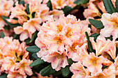 Rhododendron, lachsrosa