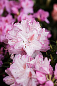 Rhododendron ponticum 'Filigran'
