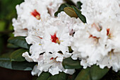 Rhododendron yakushimanum 'Eutiner Symphonie' (Eutin Symphony)