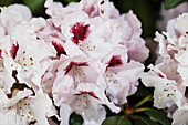 Rhododendron yakushimanum 'Annika'