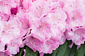 Rhododendron 'Frentano'®