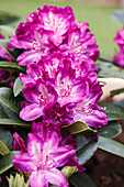Rhododendron 'Anatevka
