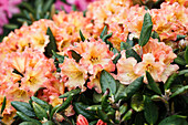 Rhododendron yakushimanum 'Lullaby'