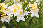 Rhododendron molle 'Northern Hi Lights'