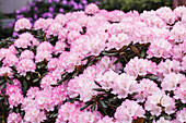 Rhododendron yakushimanum 'Romantika'.