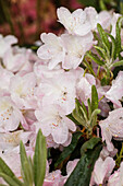 Rhododendron brachycarpum 'Malpelo'