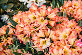 Rhododendron yakushimanum 'Lullaby'