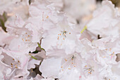 Rhododendron yakushimanum 'Rauhreif'