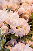 Rhododendron yakushimanum 'Maisonne', pink