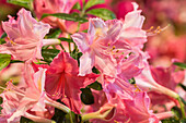 Rhododendron luteum 'Jolie Madame