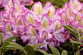Rhododendron 'Frühlingshimmel'