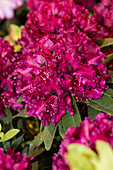 Rhododendron 'Midnight Beauty'