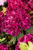 Rhododendron Midnight Beauty