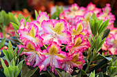 Rhododendron viscosum 'Quiet Thoughts'