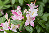 Rhododendron luteum 'Rosata'