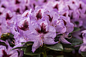 Rhododendron 'Hachmann's Metallica'.