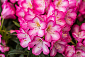 Rhododendron 'Elector Sophie