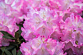 Rhododendron 'Seestadt Bremerhaven'