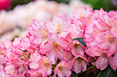 Rhododendron Diana