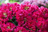 Rhododendron insigne 'Marianne von Weizsäcker'