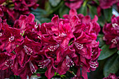 Rhododendron 'Anna Netrebko