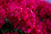 Rhododendron 'Eva Luise Köhler
