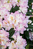 Rhododendron 'Wilhelm Bruns'