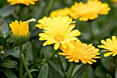 Calendula 'Cheers™ Yellow'