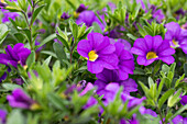 Calibrachoa Noa® Mega Violet