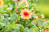 Calibrachoa 'Noa® Apricot' Imp