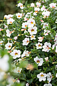 Calibrachoa 'Noa® Cherry Blossom'