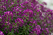 Lobularia maritima 'Purple Stream™'