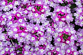 Verbena Vanessa™ 'Bicolor Purple'