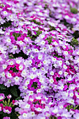 Verbena Vanessa™ 'Bicolor Purple'
