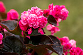 Begonia semperflorens 'Doublet® Rose'