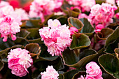Begonia semperflorens 'Doublet® Pink'
